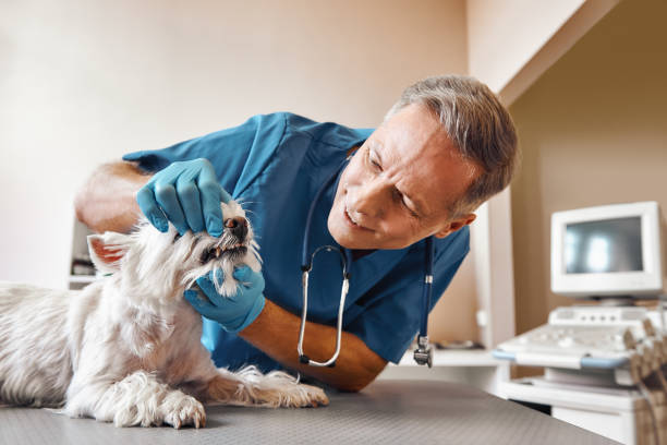 Best Emergency Gum Treatment in Parker, FL